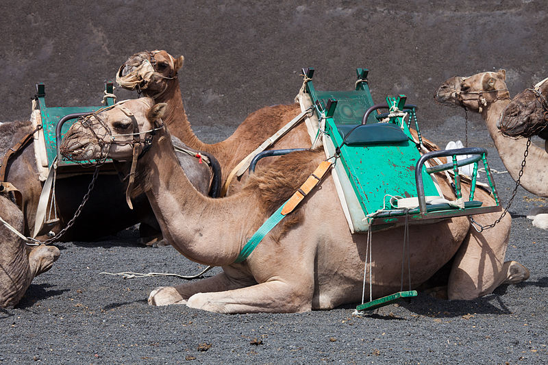 Camelus dromedarius in Timanfaya, Lanzarote, Spain