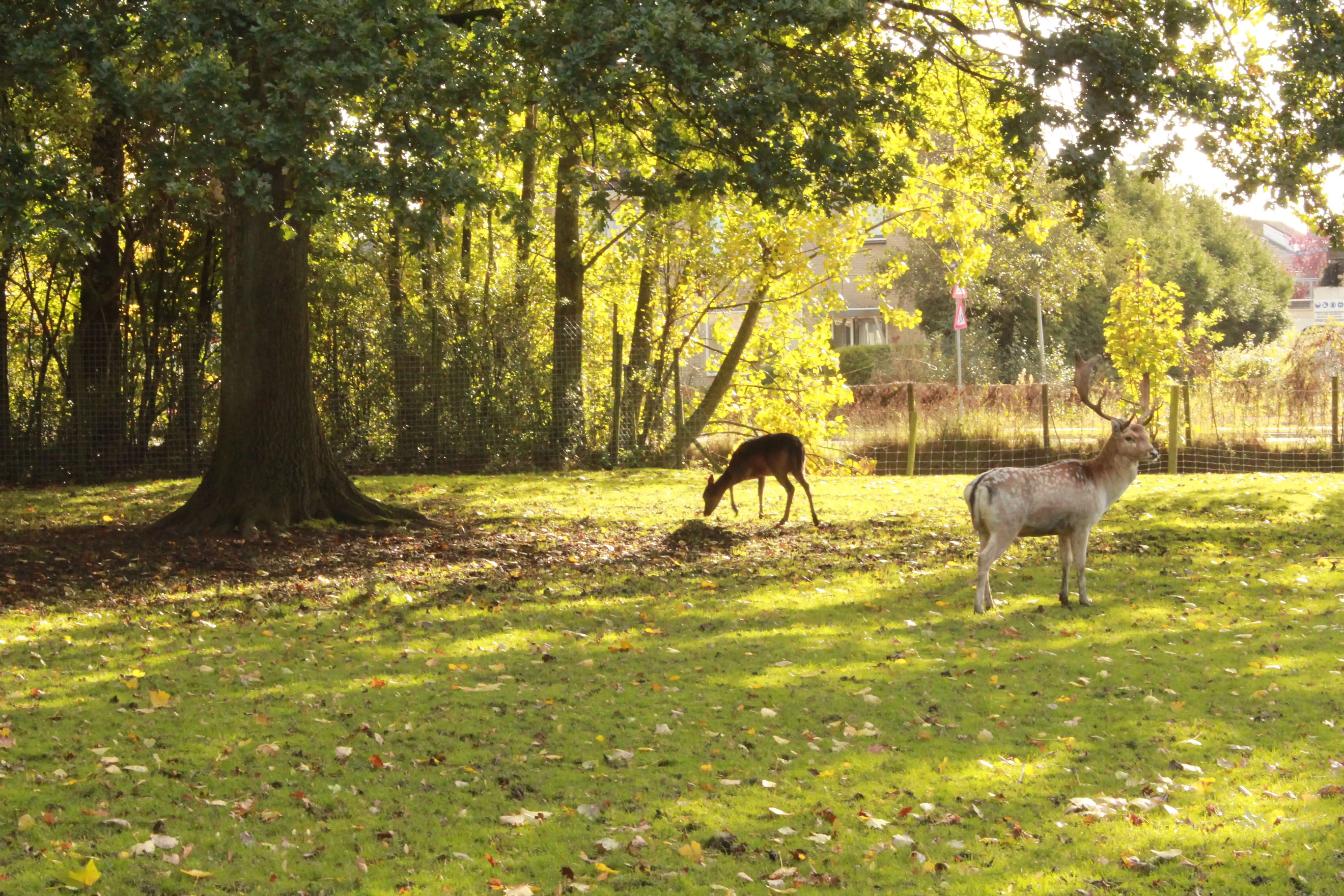 Deer in the park