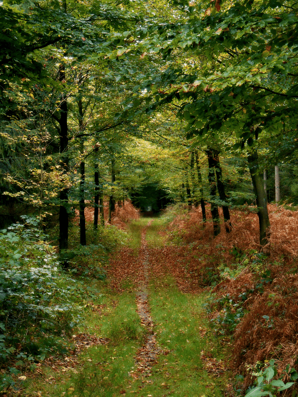 Ede - Wageningen