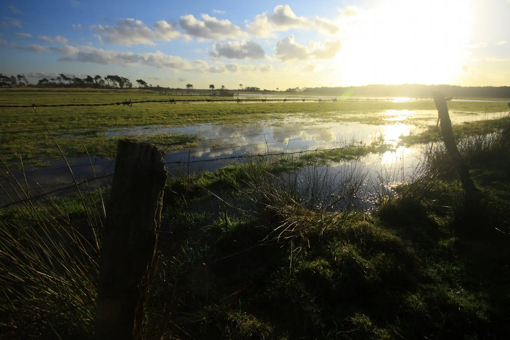 Kalmthoutse Heide