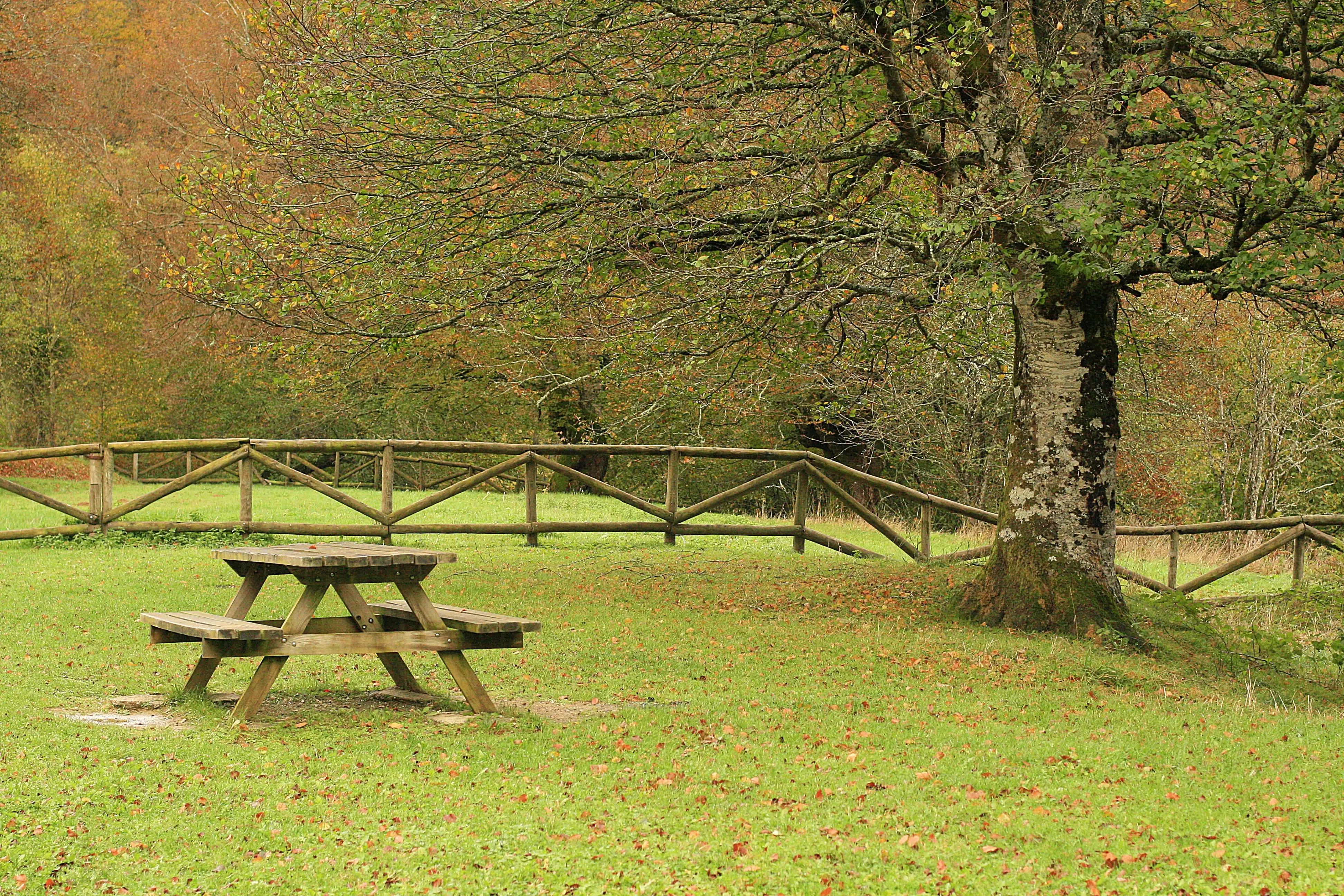 Selva de Irati.Navarra