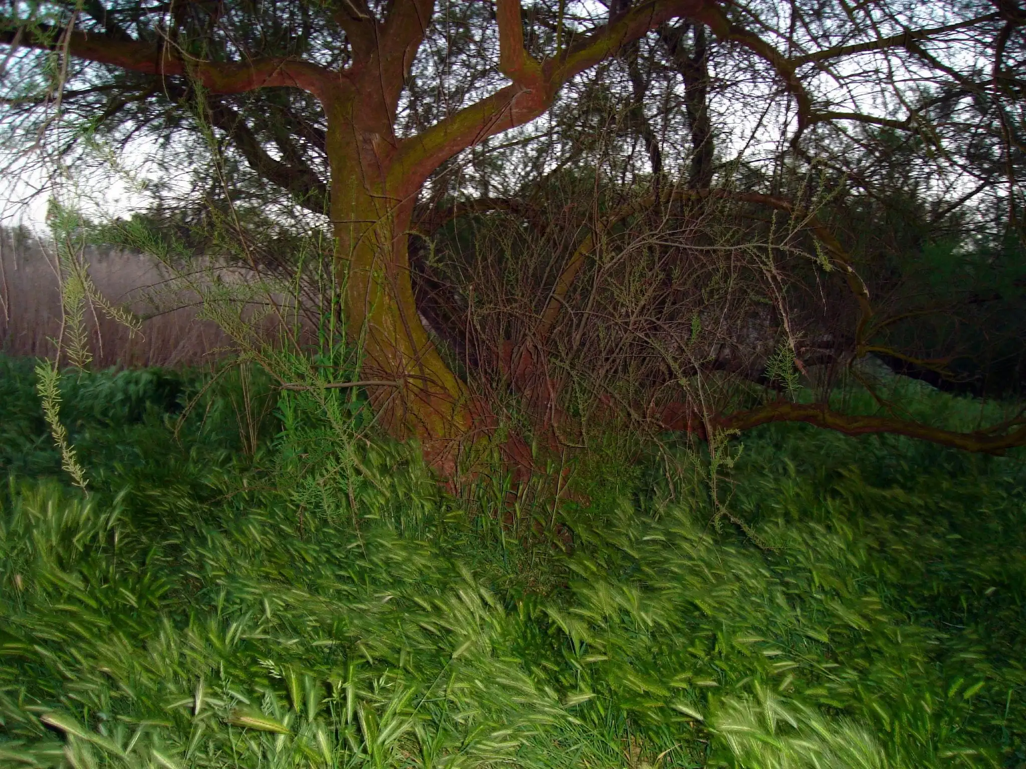 Vegetación de las Tablas de Daimiel 