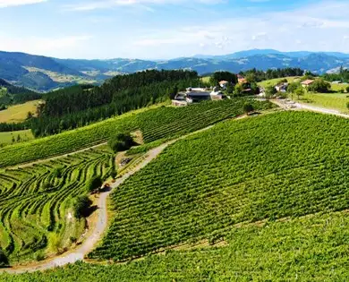 Viñedos de la Bodega Berroja