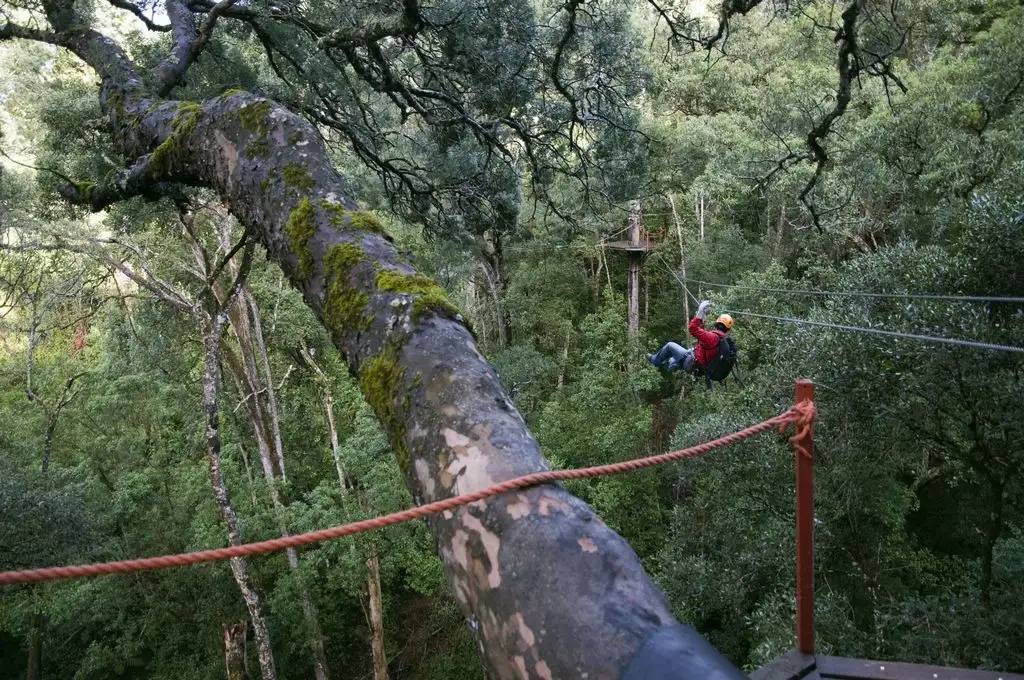 Canopy tree top tours, Tsitsikamma Forest, Western Cape