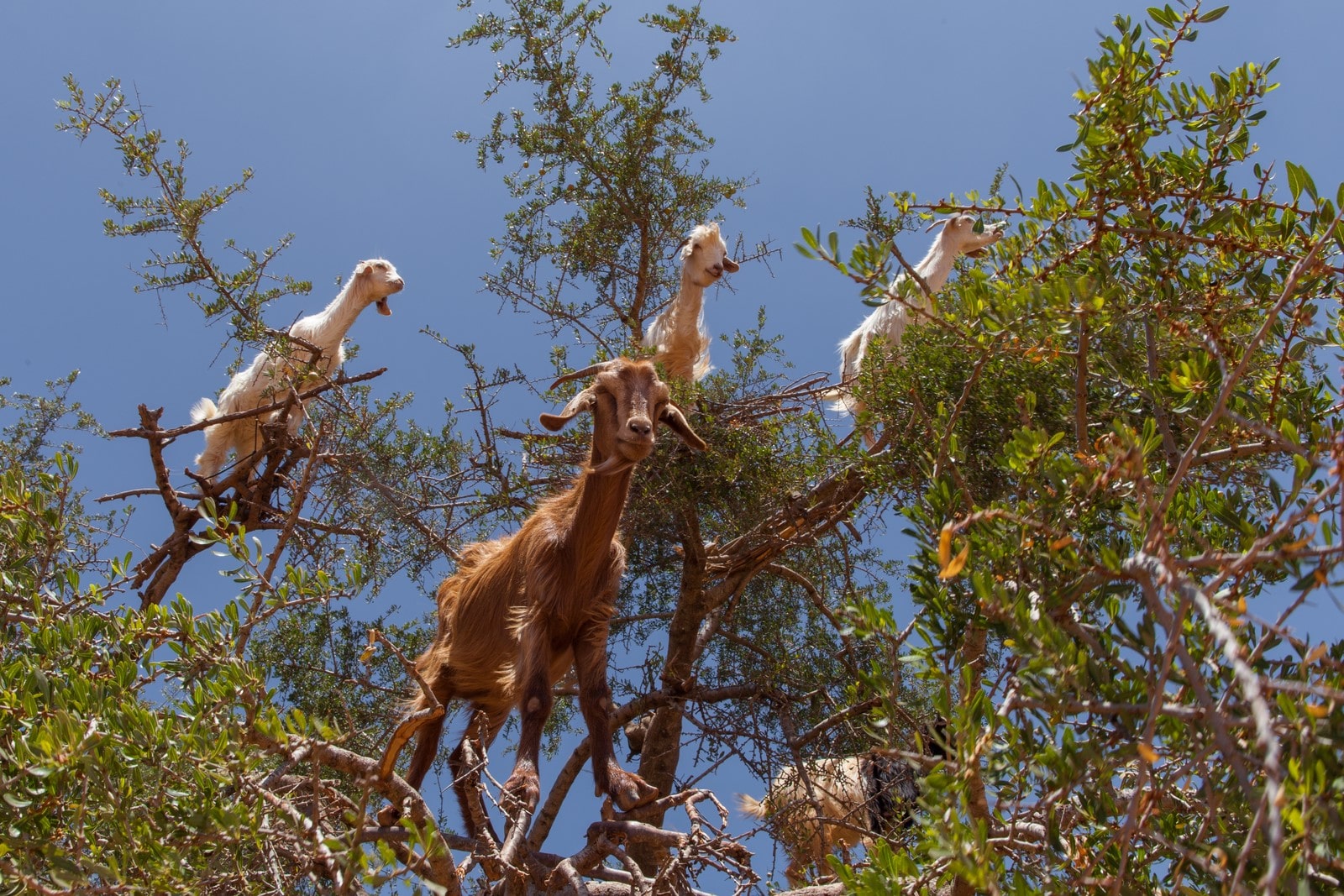 Essaouira - Chèvres dans les arganiers