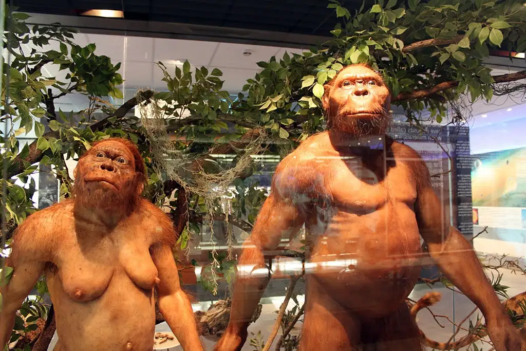 Hominid models, Sterkfontein Caves Visitor Centre