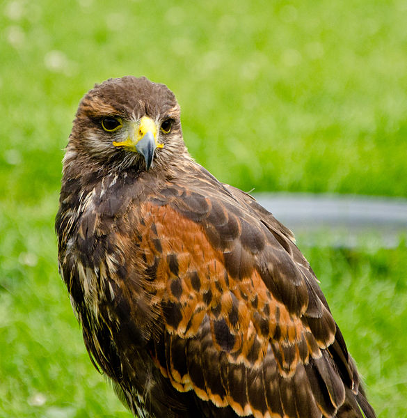 Parabuteo unicinctus