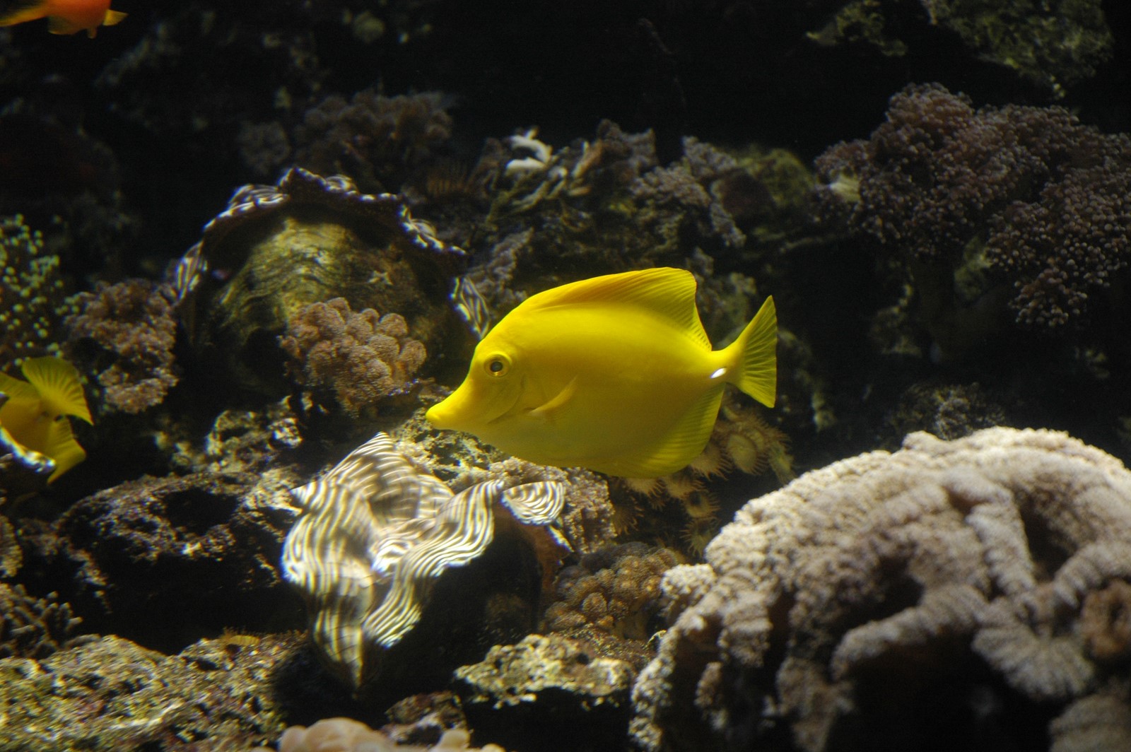 Yellow tang