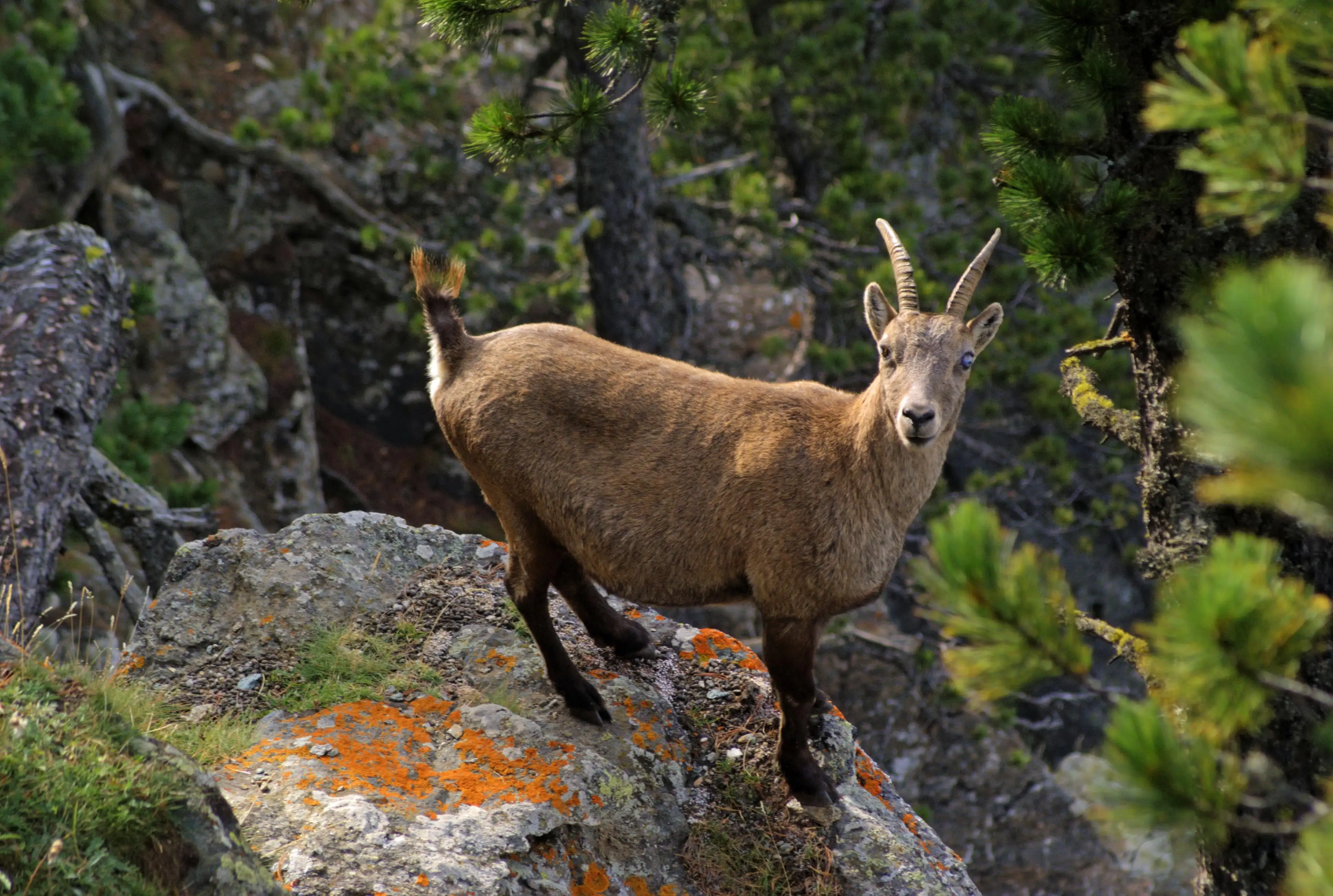 Grand-Paradis, chamois