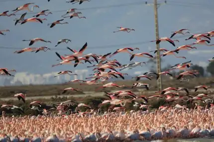 Flamencs a Llacuna de les Escanyadisses