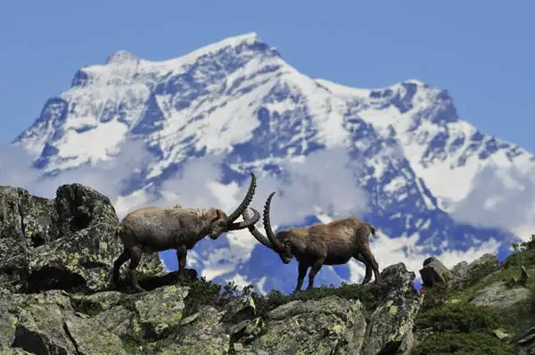 Vista general del Parque Nacional del Gran Paradiso y algo de su fauna