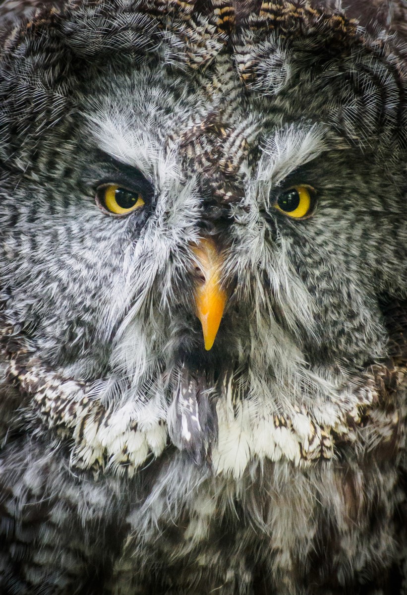 Kirkleatham Owl Centre