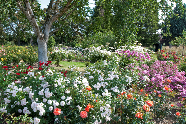 Silver Birch and Rose Beds at Gardens of the Rose, RNRS