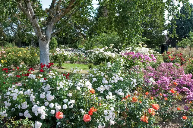 Silver Birch and Rose Beds at Gardens of the Rose, RNRS