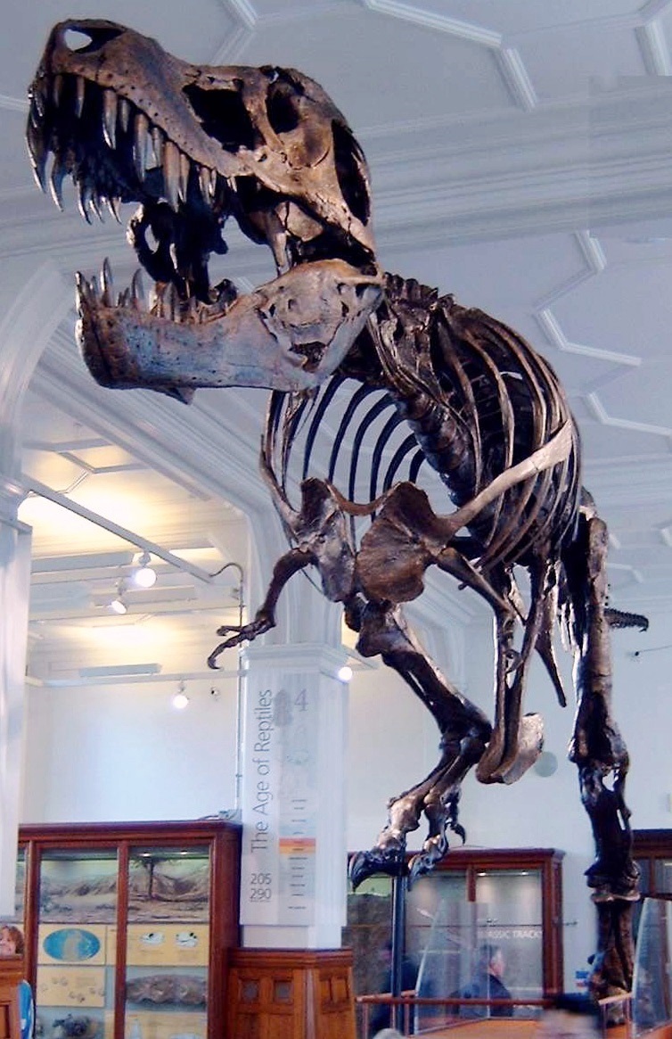 Stan_the_Trex_at_Manchester_Museum