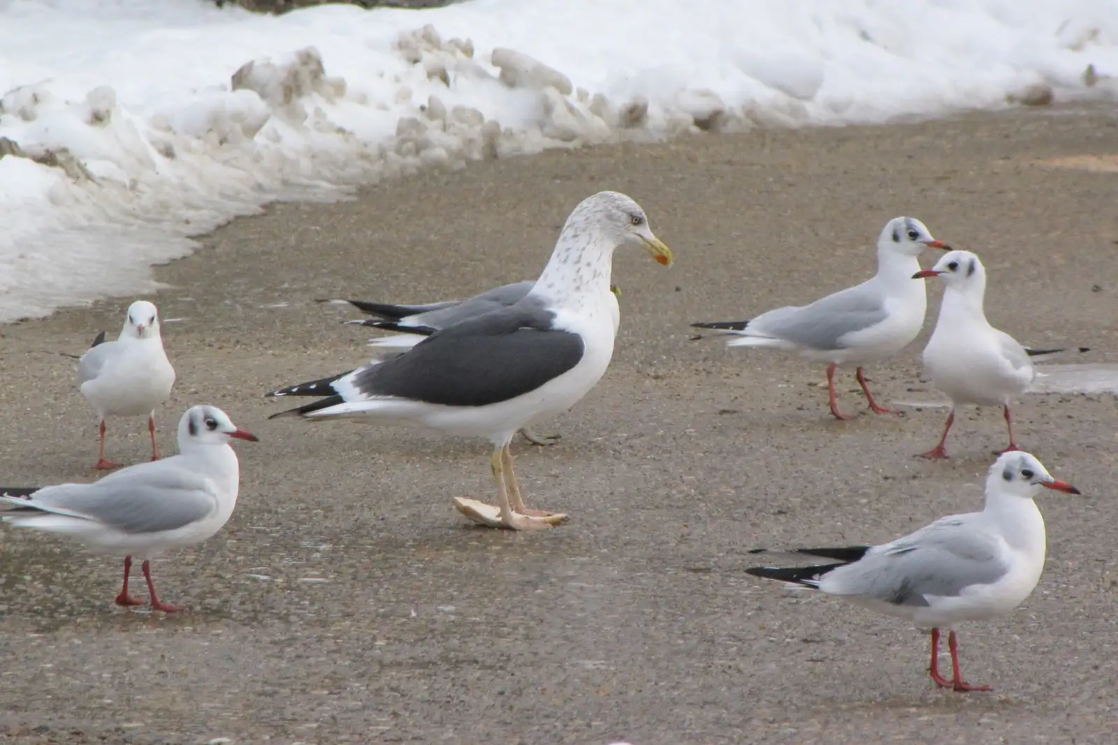 lesser black backed gull, Southend-on-Sea, Inglaterra